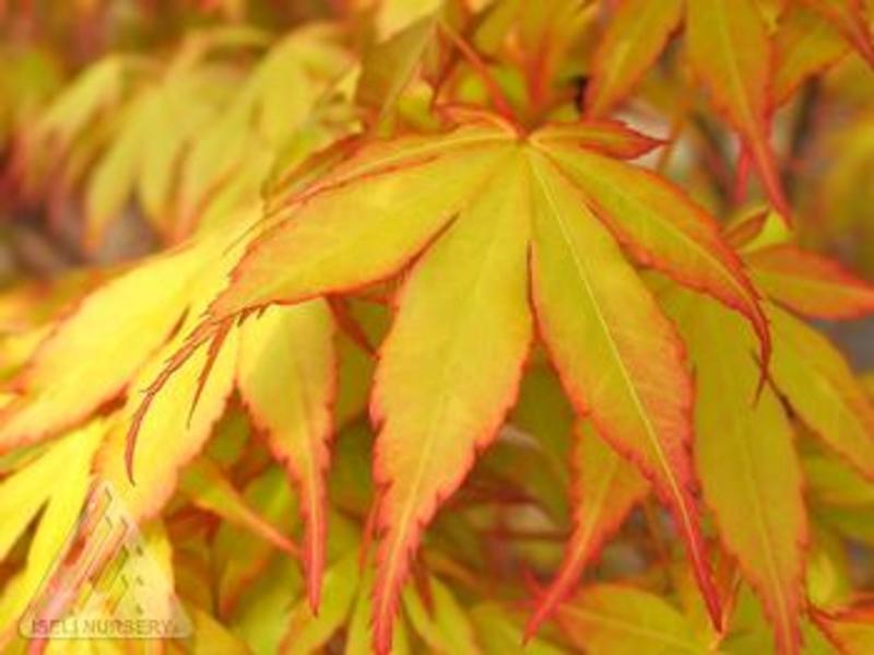 ACER PALM. KATSURA