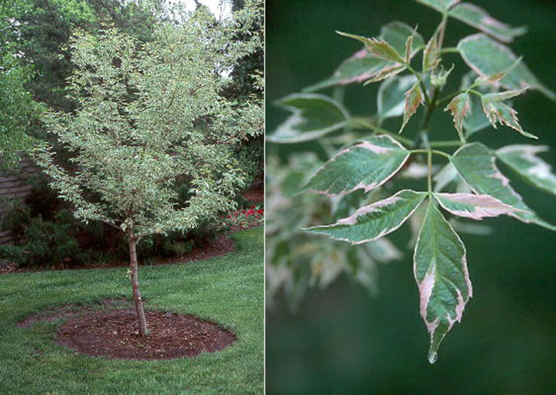 ACER NEGUNDO FLAMINGO