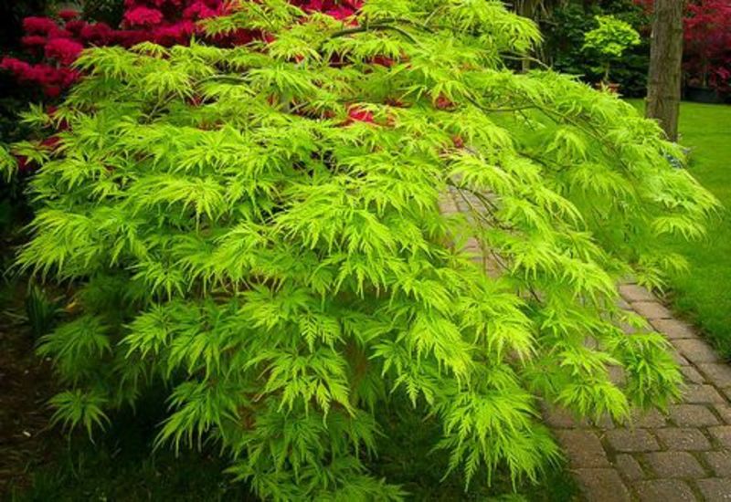 ACER PALMATUM EMERALD LACE