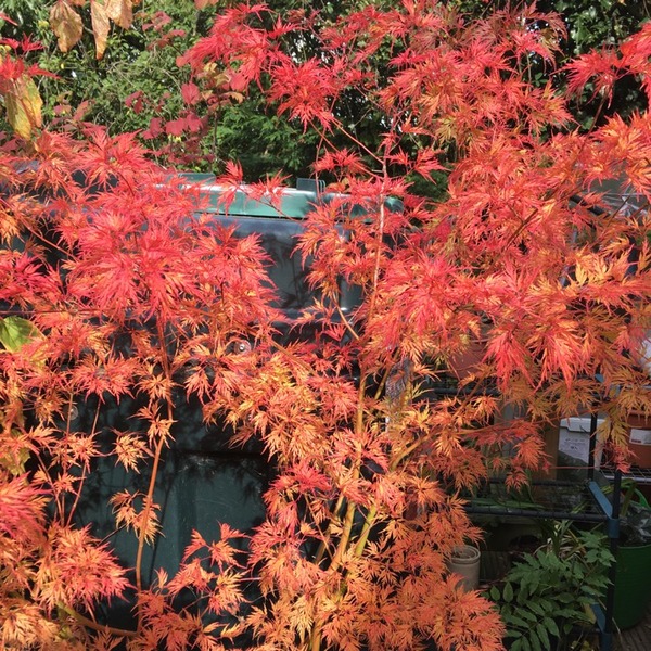 ACER PALMATUM EMERALD LACE