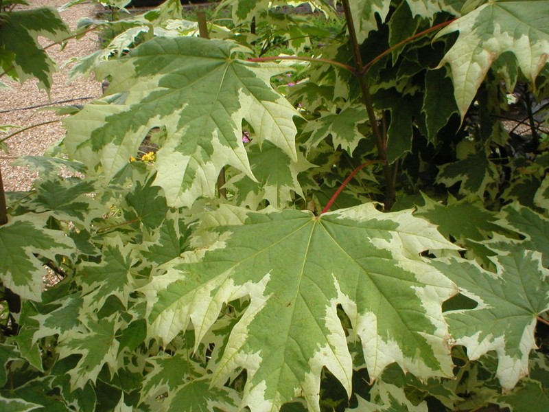 ACER PLAT. DRUMMONDII