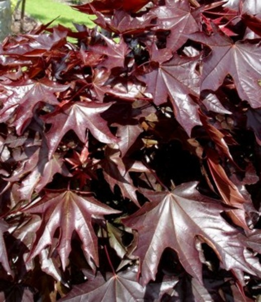 ACER PLAT. CRIMSON SENTRY