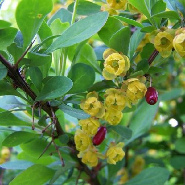 BERBERIS VULGARIS