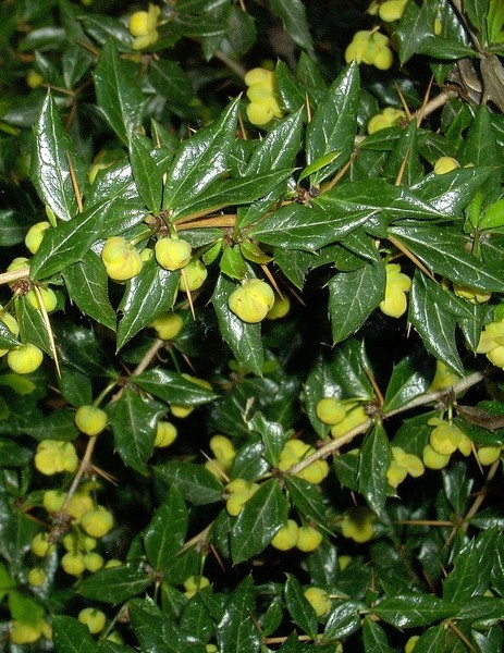 BERBERIS CANDIDULA JYTTE