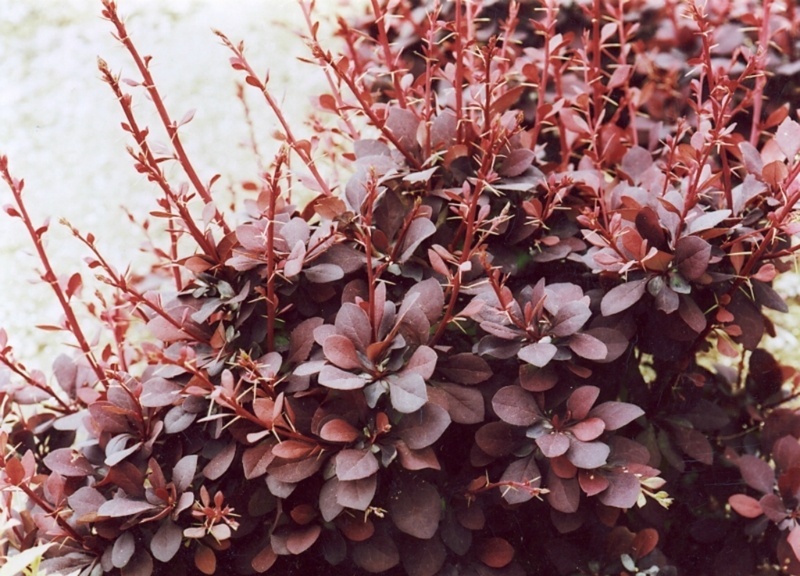 BERBERIS THUNB. CARMEN