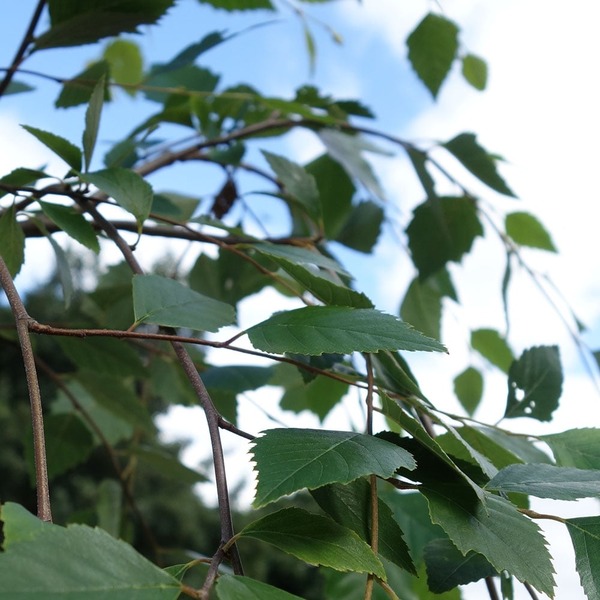 BETULA NIGRA SUMMER CASCADE