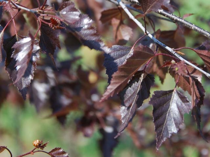 Береза повислая Роял Фрост. Береза повислая Royal Frost. Береза Betula pendula Royal Frost. Береза краснолистная Роял Фрост.