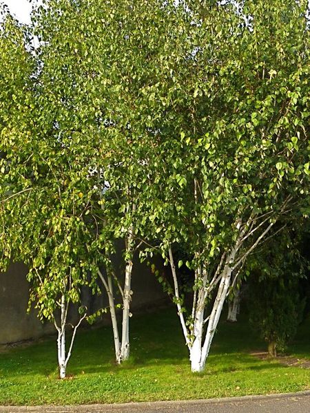 BETULA UTILIS DOORENBOS