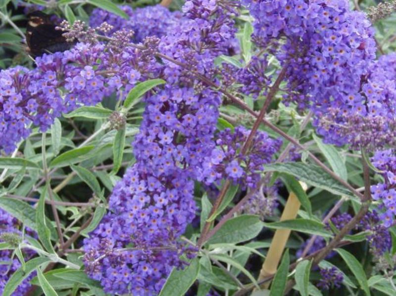 BUDDLEIA DAVIDII NANHO BLUE