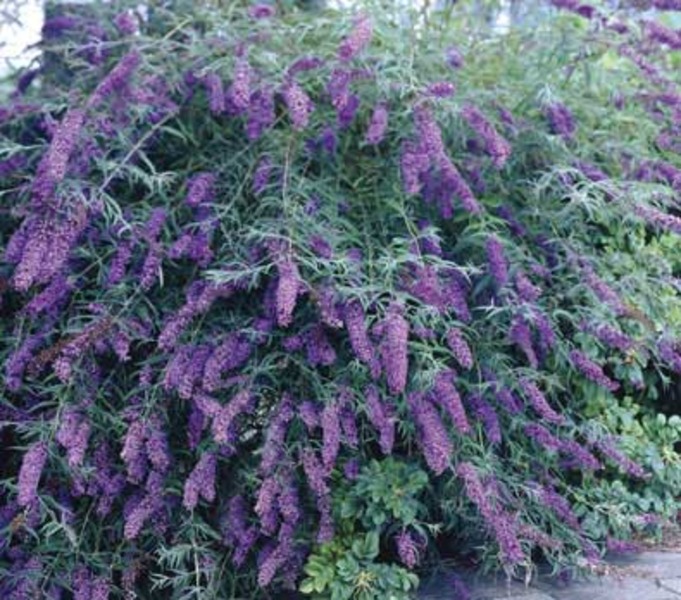 BUDDLEIA DAVIDII NANHO BLUE