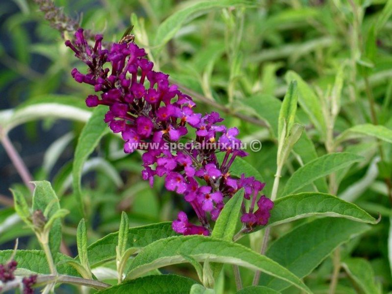 BUDDLEIA DAVIDII ROYAL RED