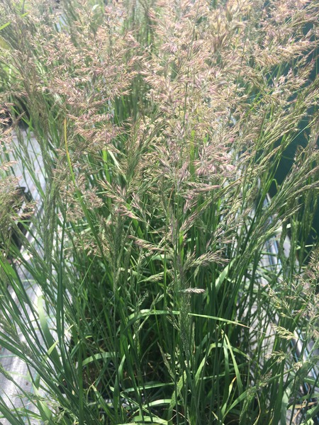 CALAMAGROSTIS ACUTIF. KARL FOR