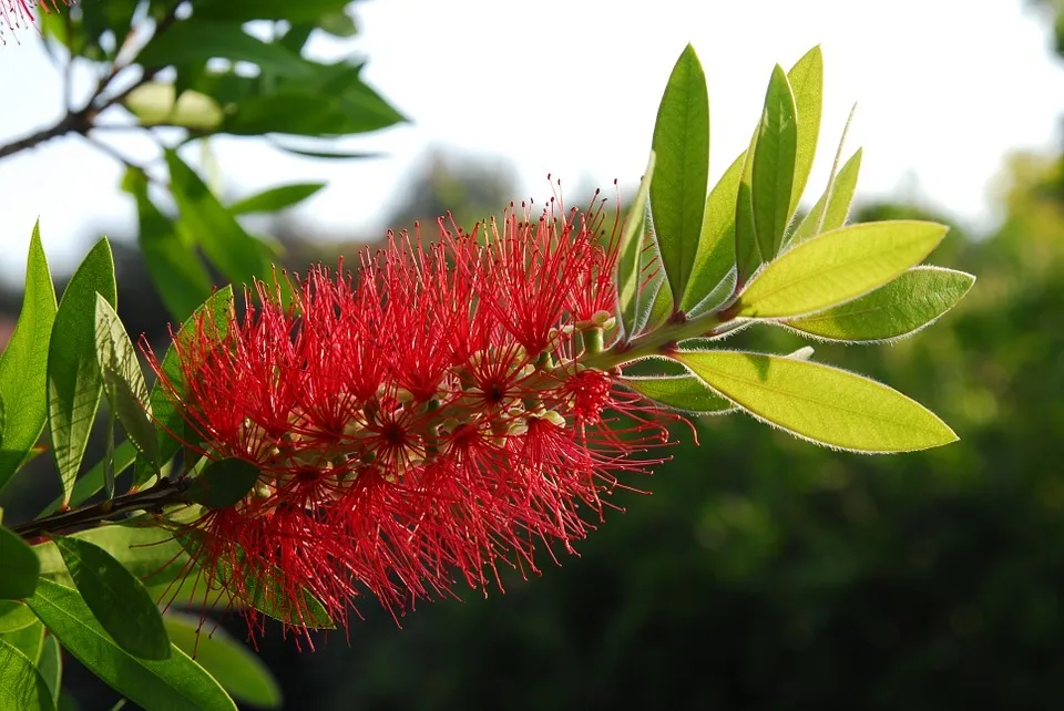 CALLISTEMON CITRINUS