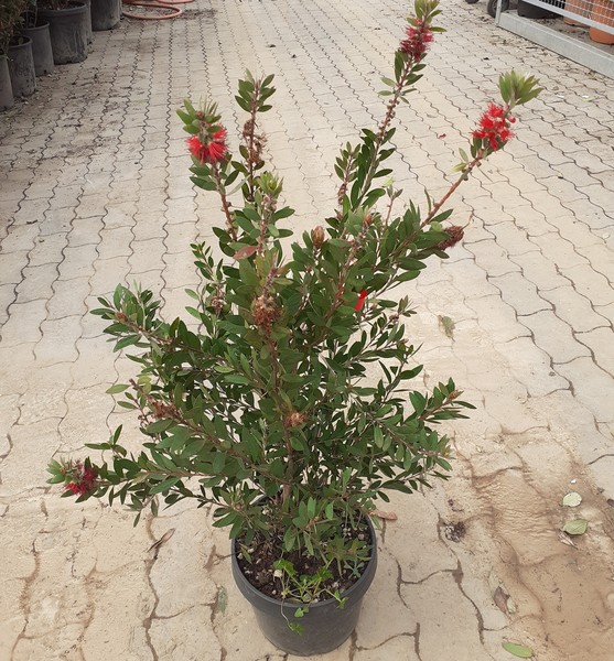 CALLISTEMON CITRINUS