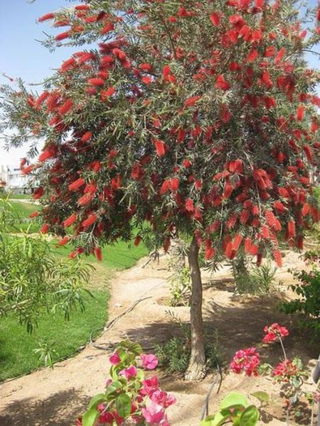 CALLISTEMON CITRINUS