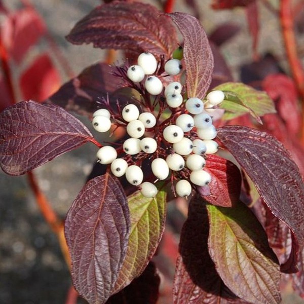 CORNUS ALBA SIBERIAN PEARLS