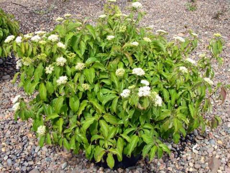 CORNUS STOLONIFERA KELSEYI