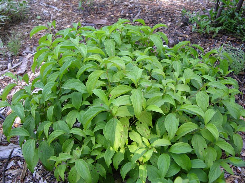 CORNUS STOLONIFERA KELSEYI