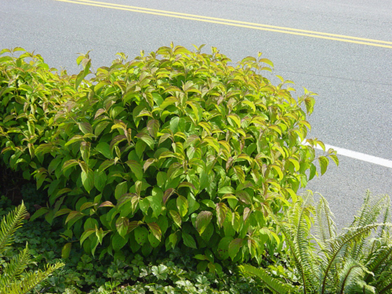 CORNUS STOLONIFERA KELSEYI