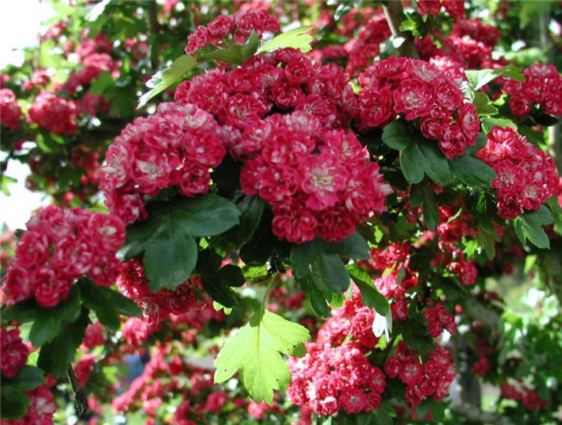 CRATAEGUS LAEV. PAUL'S SCARLET