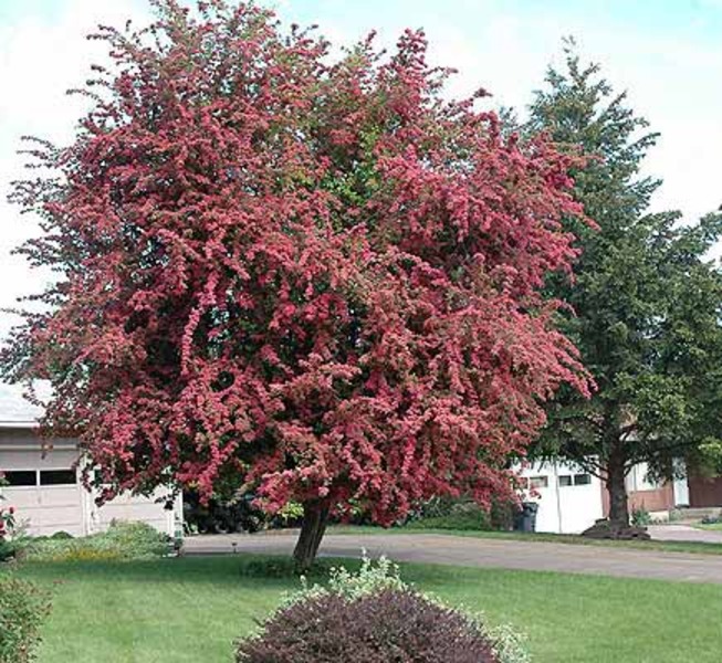 CRATAEGUS LAEV. PAUL'S SCARLET