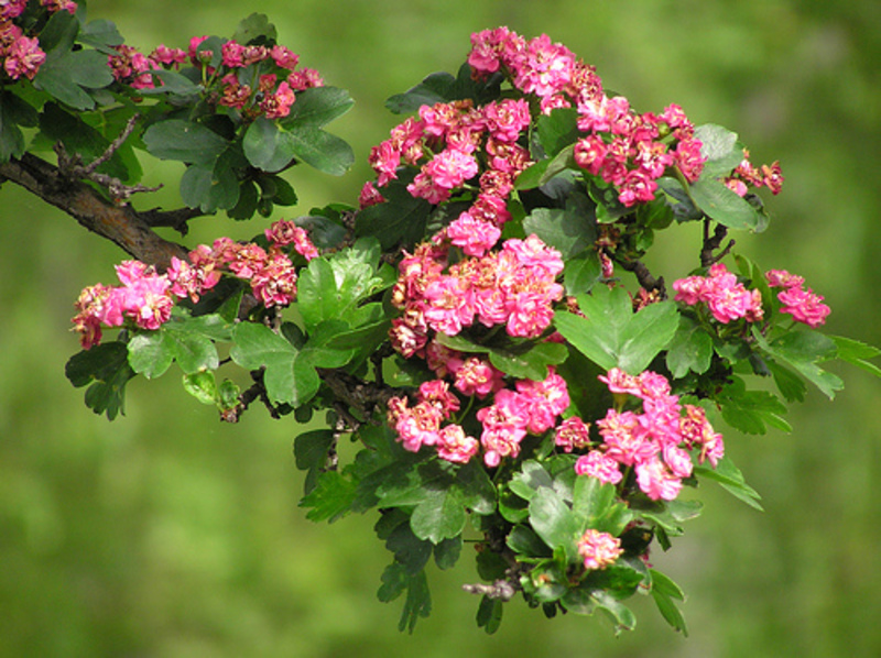 CRATAEGUS LAEV. PAUL'S SCARLET