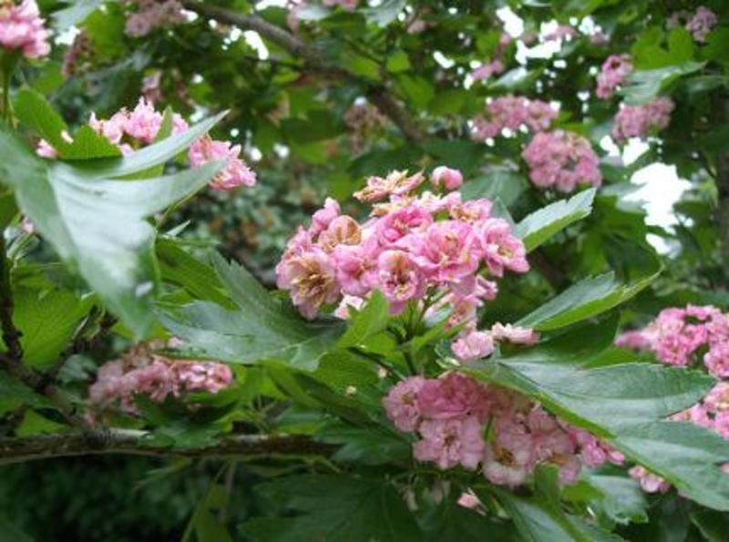 CRATAEGUS MORDENENSIS TOBA