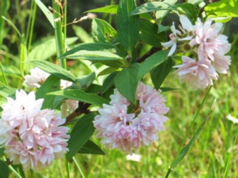 DEUTZIA HYBRIDA PINK POMPON