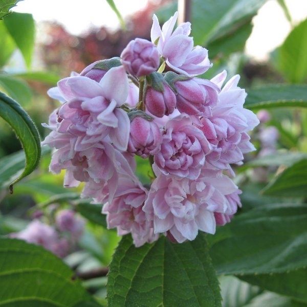 DEUTZIA HYBRIDA PINK POMPON