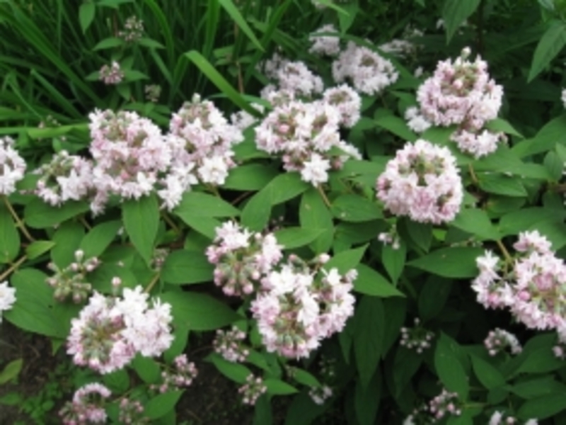 DEUTZIA HYBRIDA PINK POMPON