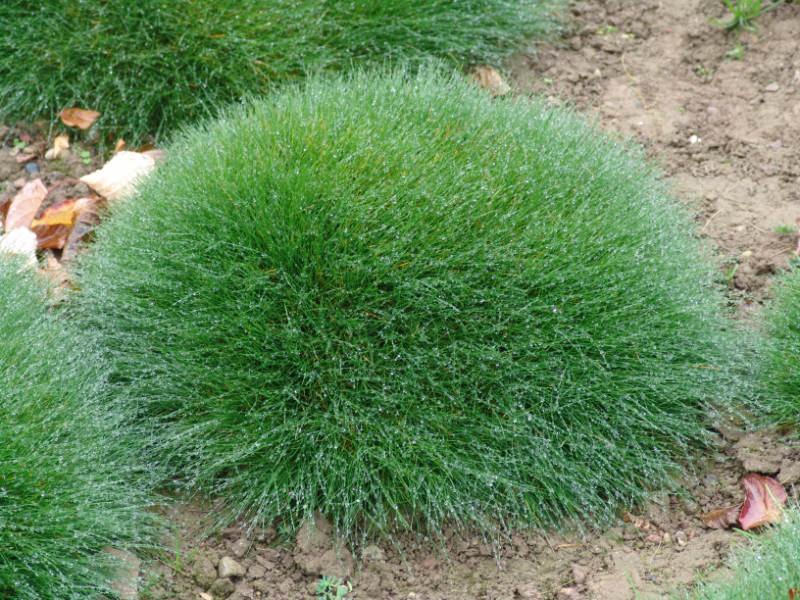 FESTUCA SCOPARIA