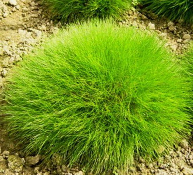 FESTUCA SCOPARIA