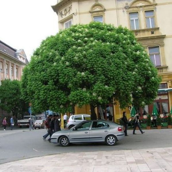 FRAXINUS ORNUS MECSEK