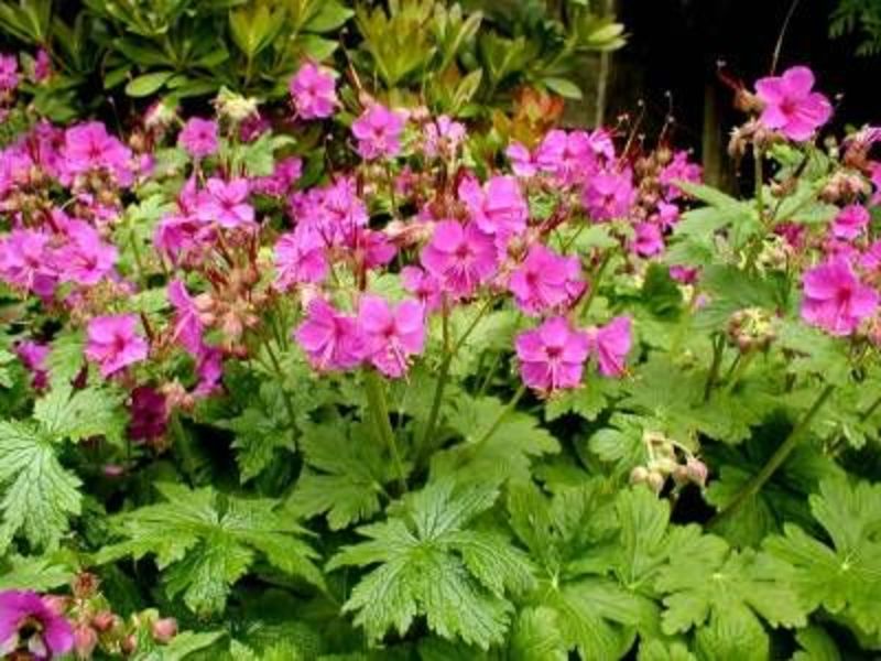 GERANIUM MACRORRHYZUM