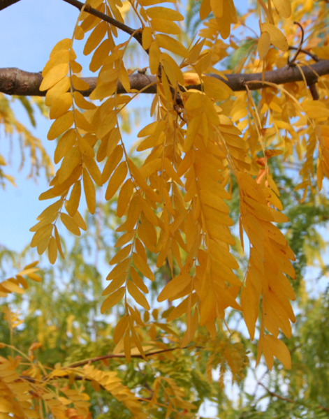 GLEDITSIA TRIACANTHOS SKYLINE