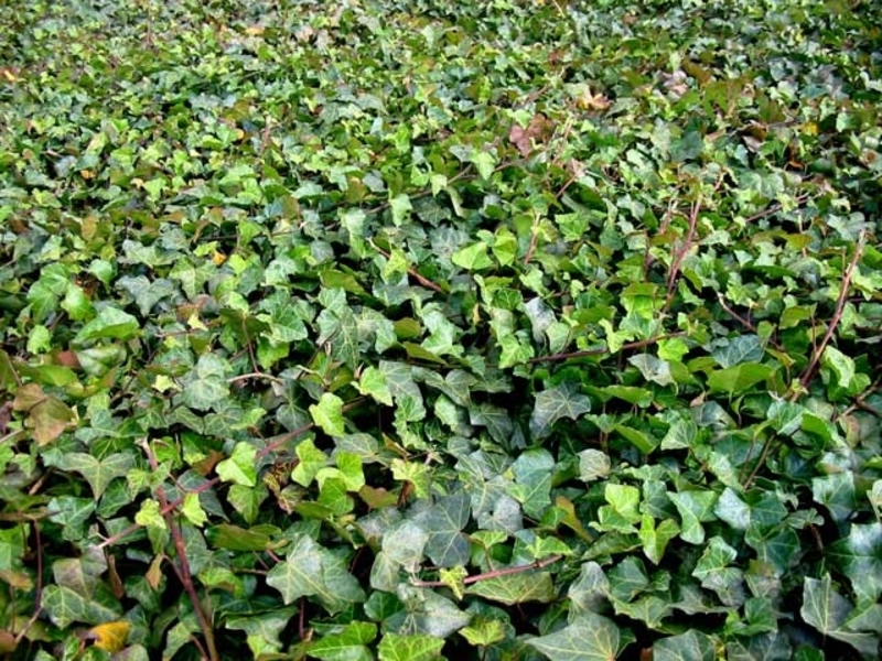 HEDERA HELIX HIBERNICA