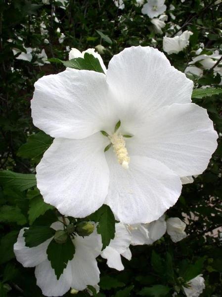 HIBISCUS SYRIACUS DIANA