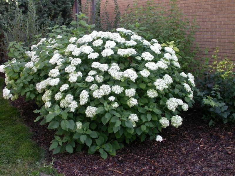 HYDRANGEA ARB. ANNABELLE