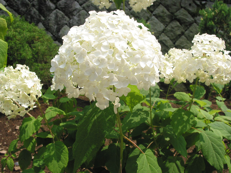 HYDRANGEA ARB. ANNABELLE