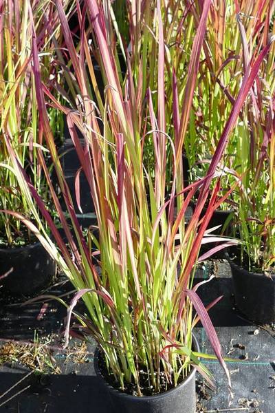 IMPERATA CYLINDRICA RED BARON