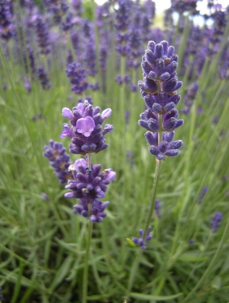 LAVANDULA ANGUSTIFOLIA