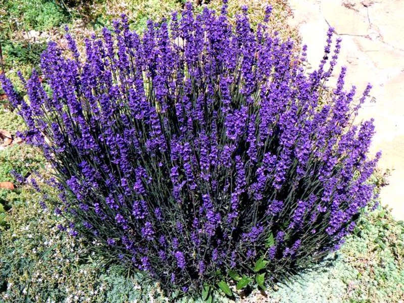 LAVANDULA ANGUSTIFOLIA