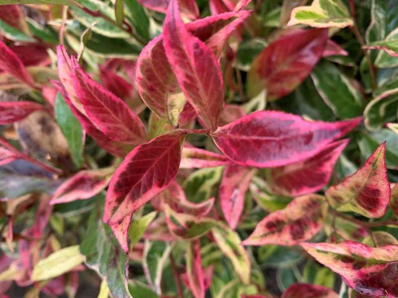 LEUCOTHOE FONTANESIA FIRESTAR