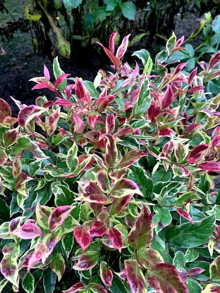 LEUCOTHOE FONTANESIA FIRESTAR