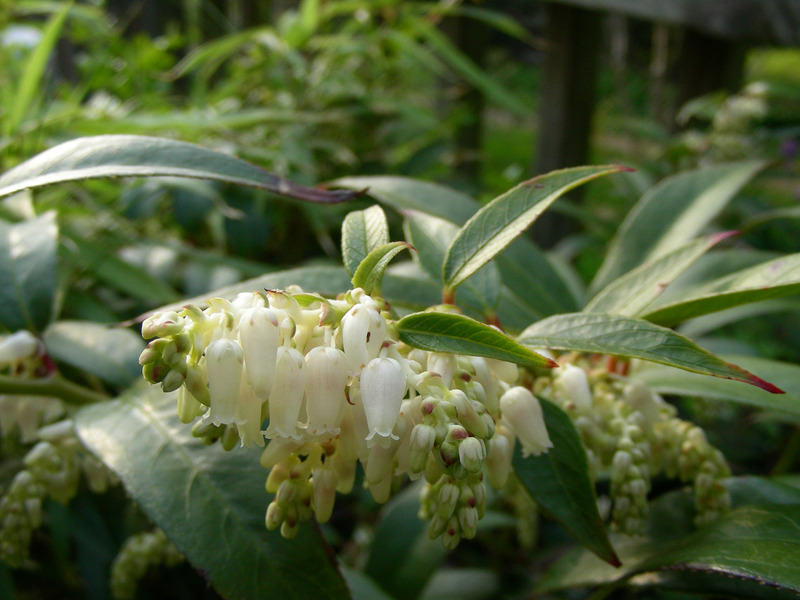 LEUCOTHOE FONTANESIA FIRESTAR