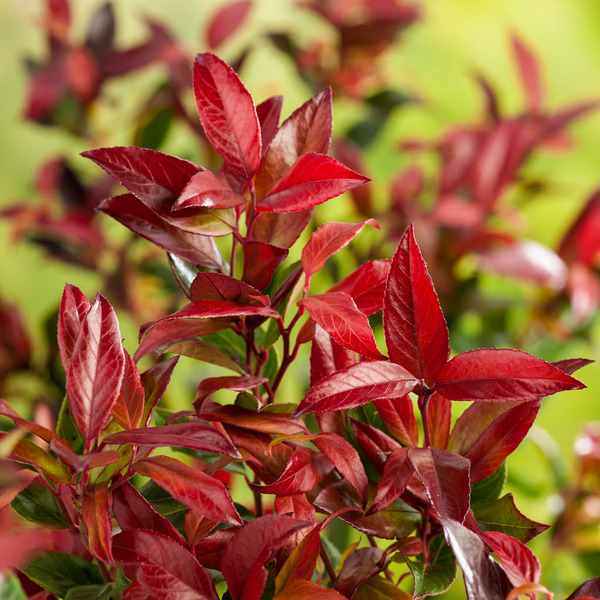 LEUCOTHOE FONTANESIANA ZEBLID