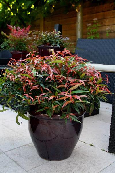 LEUCOTHOE KEISKEI BURNING LOVE