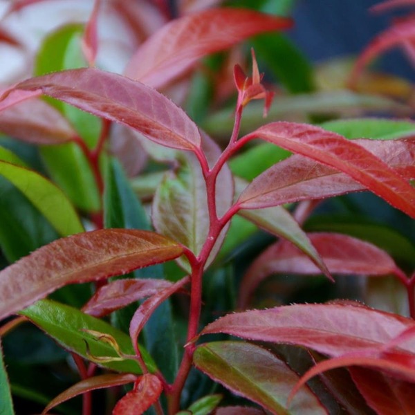 LEUCOTHOE KEISKEI BURNING LOVE