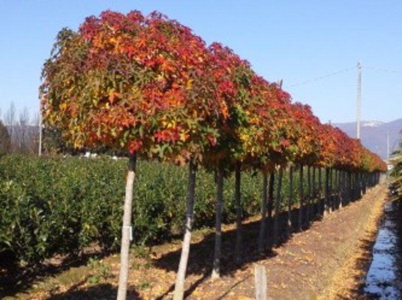 LIQUIDAMBAR STYR. GUM BALL