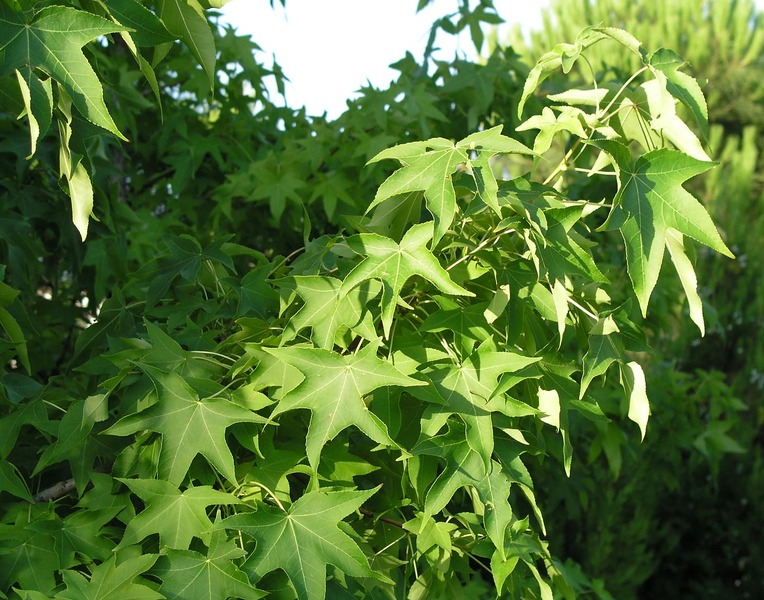 LIQUIDAMBAR STYR. GUM BALL